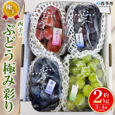 ふるさと納税 西予市 <西予の極上ぶどう極み彩り 約2kg> 果物 くだもの フルーツ ぶどう ブドウ 詰め合わせ