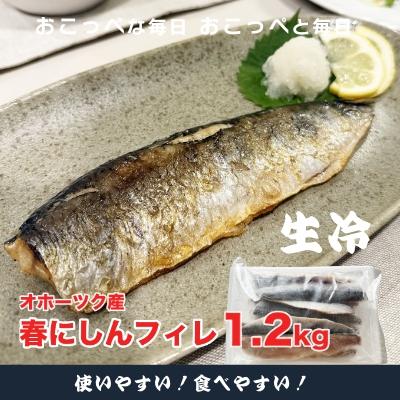 ふるさと納税 興部町 [ワケあり]特大 "生冷" 春にしんフィレ1.2kg(オホーツク産・オス無塩)[388]