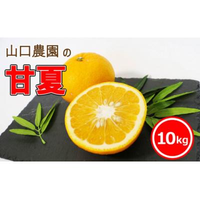 ふるさと納税 愛南町 [ 2026年 発送 先行予約 ]甘夏 10kg 山口農園