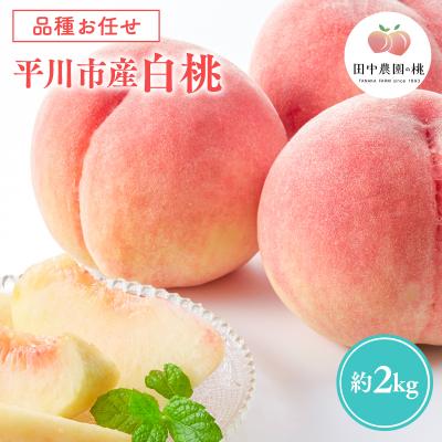 ふるさと納税 平川市 先行予約≪8月〜9月発送予定≫ 品種お任せ 平川市産 白桃 約2kg (5-6玉)