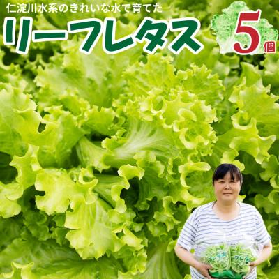 ふるさと納税 佐川町 <佐川町産 リーフレタス 5袋> 西村農園