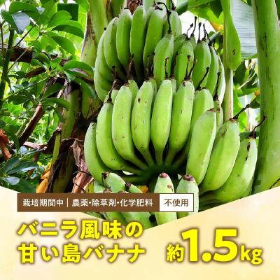 ふるさと納税 和泊町 栽培期間中 農薬・除草剤・化学肥料不使用!バニラ風味の甘い島バナナ 1.5キロ