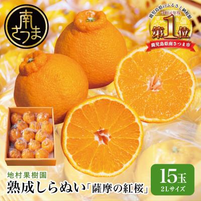ふるさと納税 南さつま市 [熟成しらぬい]「薩摩の紅桜」2Lサイズ15玉 不知火 柑橘 地村果樹園
