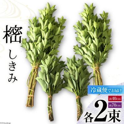 ふるさと納税 美郷町 しきみ しきび 4束 セット 70cm 40cm 各2束 中村しきみ園 宮崎県 [31ay0003]