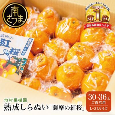 ふるさと納税 南さつま市 [熟成しらぬい]「薩摩の紅桜」ご自宅用 30〜36玉[L〜3Lサイズ]不知火 柑橘 地村果樹園
