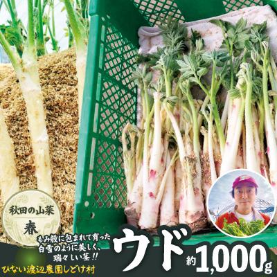 ふるさと納税 大館市 ウド 約1000g 北国の春の香りをお届けします