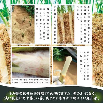 ふるさと納税 大館市 ウド 約3000g 北国の春の香りをお届けしますの画像