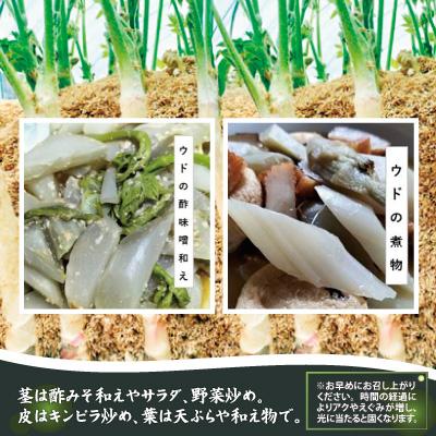 ふるさと納税 大館市 ウド 約3000g 北国の春の香りをお届けしますの画像