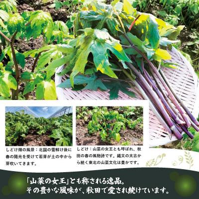 ふるさと納税 大館市 しどけ(モミジガサ) 約600g 瑞々しい山菜の女王の画像