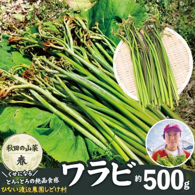 ふるさと納税 大館市 ワラビ 約500g トロっトロの食感が堪らない!