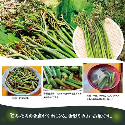 ふるさと納税 大館市 ワラビ 約1500g トロっトロの食感が堪らない!の画像