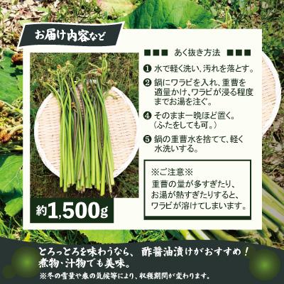 ふるさと納税 大館市 ワラビ 約1500g トロっトロの食感が堪らない!の画像