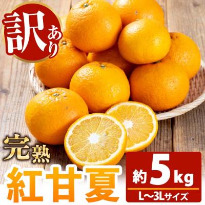 ふるさと納税 いちき串木野市 <訳アリ> 完熟 紅甘夏 約5kg L〜3Lサイズ サイズ不揃い 満杯 箱詰め サイズ混合