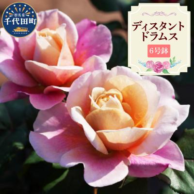 ふるさと納税 千代田町 [群馬県千代田]ディスタントドラムス [バラ] 鉢植え 6号鉢 鈴木ガーデン ch050-001-1