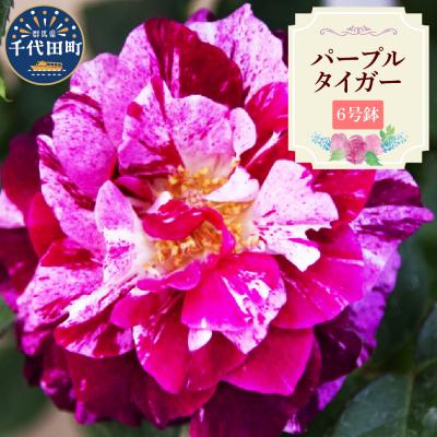 ふるさと納税 千代田町 [群馬県千代田]パープルタイガー [バラ] 鉢植え 6号鉢 鈴木ガーデン ch050-001-2