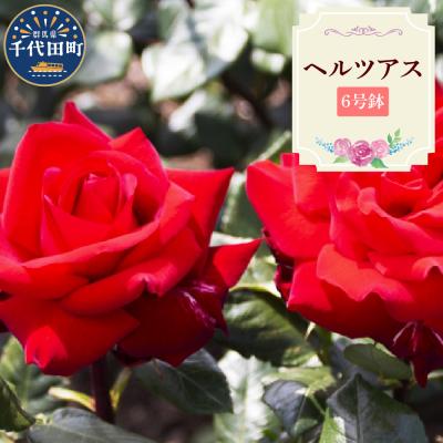 ふるさと納税 千代田町 [群馬県千代田]ヘルツアス [バラ] 鉢植え 6号鉢 鈴木ガーデン ch050-001-4