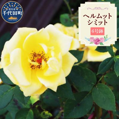 ふるさと納税 千代田町 [群馬県千代田]ヘルムットシミット [バラ] 鉢植え 6号鉢 鈴木ガーデン ch050-001-5