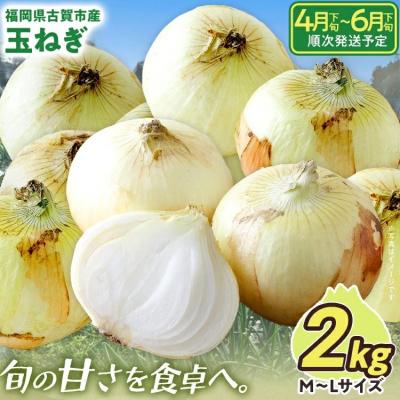 ふるさと納税 古賀市 古賀市産たまねぎ 2kg