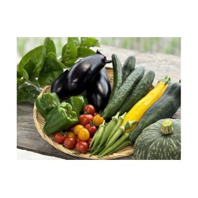 ふるさと納税 善通寺市 [先行予約受付中]夏のお野菜セット ( 旬の夏野菜 5〜10種類前後 )