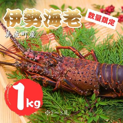 ふるさと納税 美波町 [春期50セット限定]水産庁長官賞受賞!日和佐町漁協直送「天然活伊勢えび」たっぷり1kg(3〜5尾)