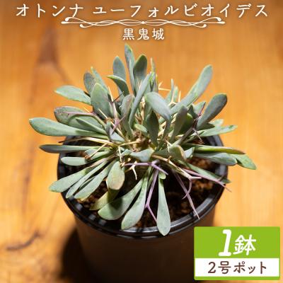 ふるさと納税 香南市 ユーフォルビオイデス オトンナ 塊根植物 観葉植物 cc-0003