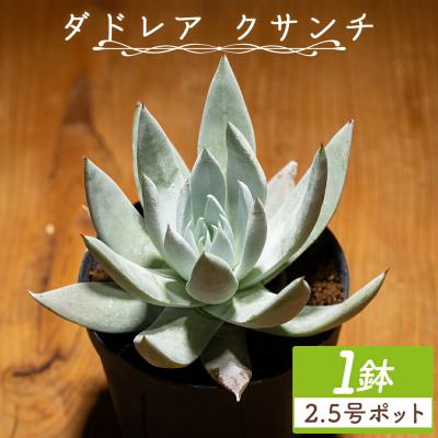 ふるさと納税 香南市 クサンチ ダドレア 多肉植物 観葉植物 cc-0001