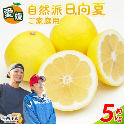 ふるさと納税 西予市 <自然派日向夏 ご家庭用 約5kg 内容量 日向夏 みかん 蜜柑>井上農園