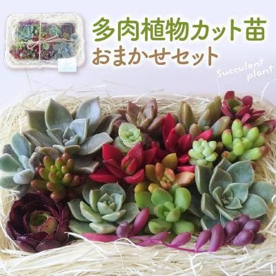 ふるさと納税 東根市 多肉植物カット苗おまかせセット 山形県 東根市 hi101-001