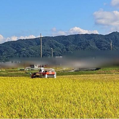 ふるさと納税 松前町 [2026年10月から順次発送予定] 米 ヒノヒカリ 精米 10kg 未検査米 