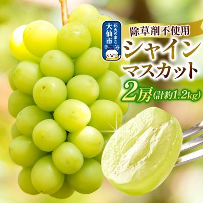 ふるさと納税 大仙市 シャインマスカット 2房(合計約1.2kg以上) 神岡縄文農園産|22_kjn-010201