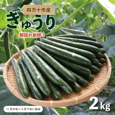 ふるさと納税 四万十市 朝採れ新鮮!四万十市産きゅうり2kg[発送時期:11月中旬〜4月下旬]