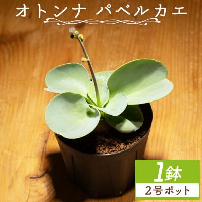 ふるさと納税 香南市 パベルカエ オトンナ cc-0008