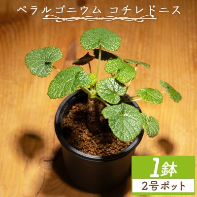 ふるさと納税 香南市 コチレドニス ペラルゴニウム cc-0012