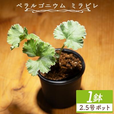 ふるさと納税 香南市 ミラビレ ペラルゴニウム cc-0013