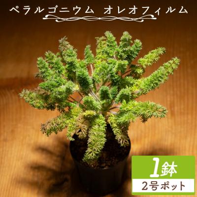 ふるさと納税 香南市 オレオフィルム ペラルゴニウム cc-0014