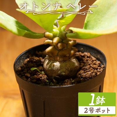 ふるさと納税 香南市 ヘレー オトンナ cc-0007