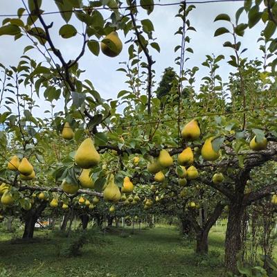 ふるさと納税 上山市 西洋梨(品種おまかせ)3kg