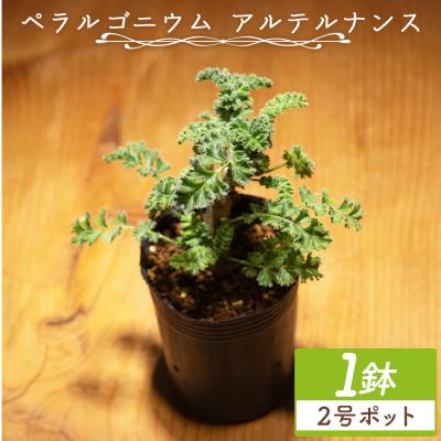 ふるさと納税 香南市 アルテルナンス ペラルゴニウム cc-0015