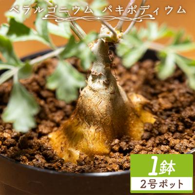 ふるさと納税 香南市 パキポディウム ペラルゴニウム cc-0016