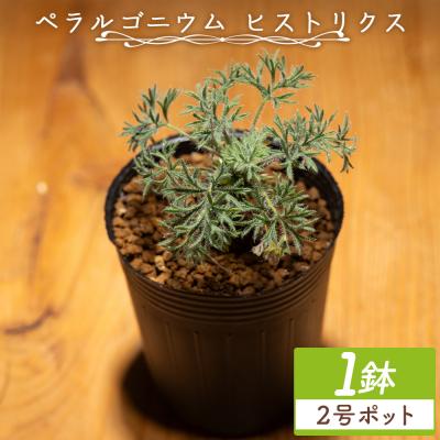 ふるさと納税 香南市 ヒストリクス ペラルゴニウム cc-0018