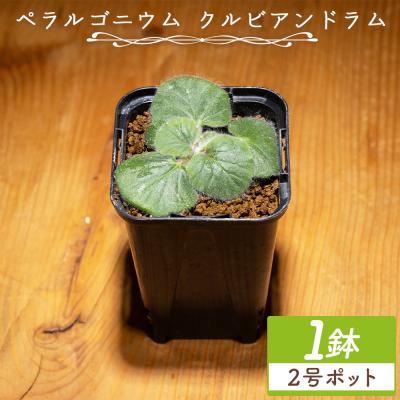 ふるさと納税 香南市 クルビアンドラム ペラルゴニウム cc-0017