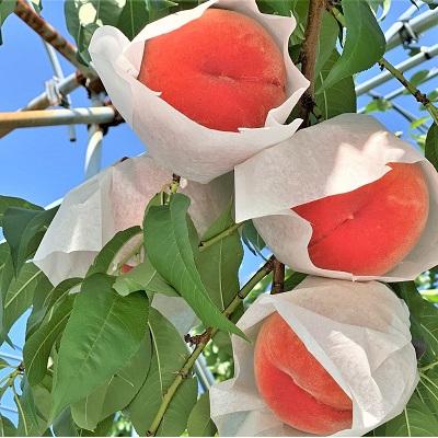 ふるさと納税 上山市 桃(川中島)2.5kg 0120-2601の画像