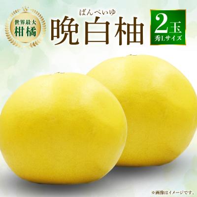 ふるさと納税 八代市 [先行予約]八代特産 晩白柚 秀L 2玉[2026年12月上旬より順次発送]_026-4998-D