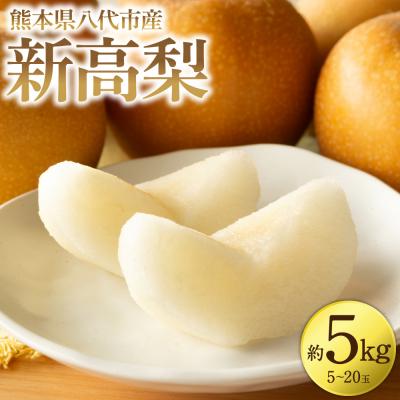 ふるさと納税 八代市 [先行予約]新高梨 約5kg(5〜20玉) [2026年9月中旬より順次発送]_171-4412-D