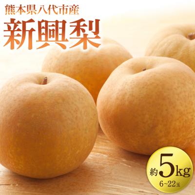 ふるさと納税 八代市 [先行予約]新興梨 約5kg(6〜22玉)[2026年10月上旬より順次発送]_171-4413-D