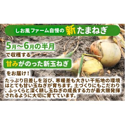 ふるさと納税 笠岡市 しお風 新たまねぎ 15kg 大きさ不揃い《5月中旬-6月上旬頃出荷》岡山県 笠岡市の画像