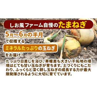 ふるさと納税 笠岡市 しお風 たまねぎ 15kg 大きさ不揃い《6月上旬-6月末頃出荷》岡山県 笠岡市の画像