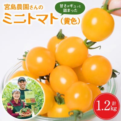ふるさと納税 八代市 ミニトマト (黄色) 1.2kg 八代市産 宮島農園 トマト 甘い サラダ_039-4738-D