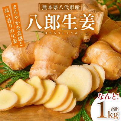 ふるさと納税 八代市 八郎生姜 1kg しょうが ショウガ
