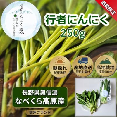 ふるさと納税 _飯山市 [期間限定]行者にんにく 忍 250g入り 1箱(35枚〜40枚)